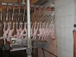 Купить машина ктбмаш отделения голов линии убоя птицы в Краснодаре – цена завода, доставка до двери | RuOborudovanie.ru