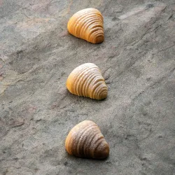 Форма силиконовая Pavoflex для пирож. 3D "Sfogliatella" 45Х43,5ММ H22Мм, 20мл, 30 ячеек, силикон Px4 – купить в RuOborudovanie.ru с доставкой до двери Купить форма силиконовая pavoflex для пирож. 3d "sfogliatella" 45х43,5мм h22мм, 20мл, 30 ячеек, силикон px4 – цена от завода, доставка до двери | RuOborudovanie.ru