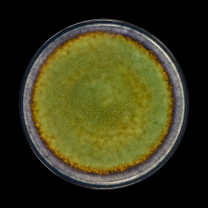 Тарелка мелкая Corone Verde 265 мм синий+зеленый